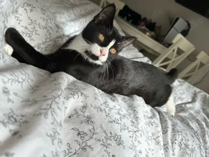 Katze sucht neues zuhause