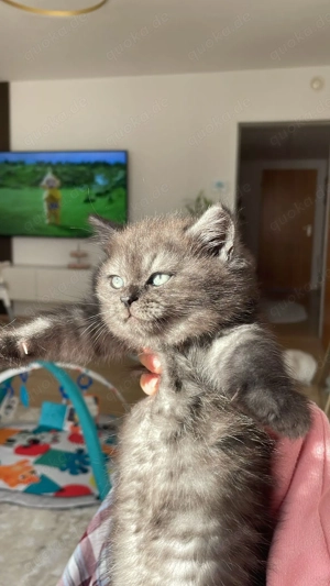 Süße Hauskatze , weiblich, 6Monate