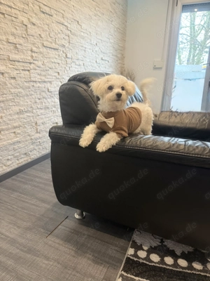 Die kleine Prinzessin Bella sucht ihr neues freundliches Zuhause