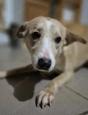 Junghündin Sari sucht ihr eigenes Körbchen