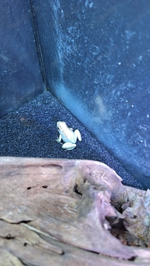 Phyllobates Terribilis Mint und Terribilis Gelb Bild 3