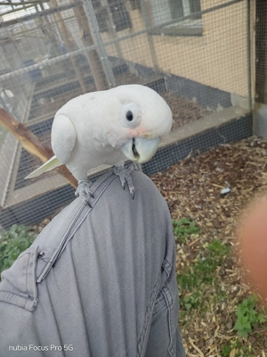 Ein Paar Goffini Kakadus zu verkaufen  Bild 3