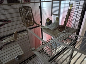 2 sehr zutrauliche Nymphensittiche abzugeben beide 1 Jahr alt