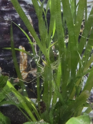 Axolotl Flusen Bild 7