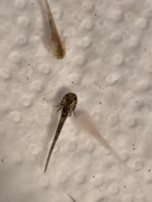 Axolotl Flusen Bild 4