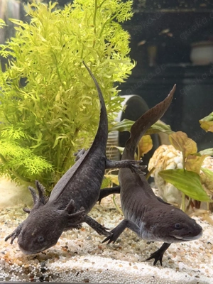 Axolotl Flusen Bild 8
