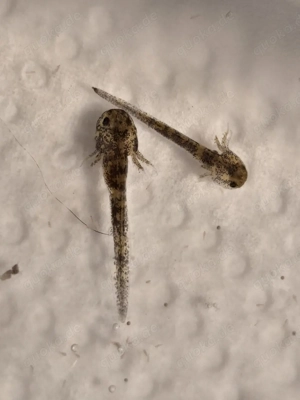 Axolotl Flusen Bild 6