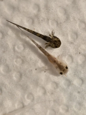 Axolotl Flusen Bild 3