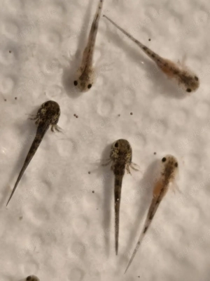 Axolotl Flusen Bild 5