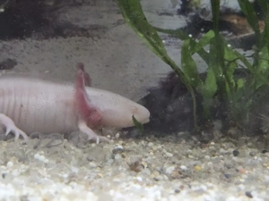 Axolotl Flusen Bild 2