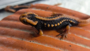 Tylototriton shanjing NZ25