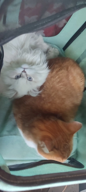 Kater , 5 Monate sucht liebevolles zu hause