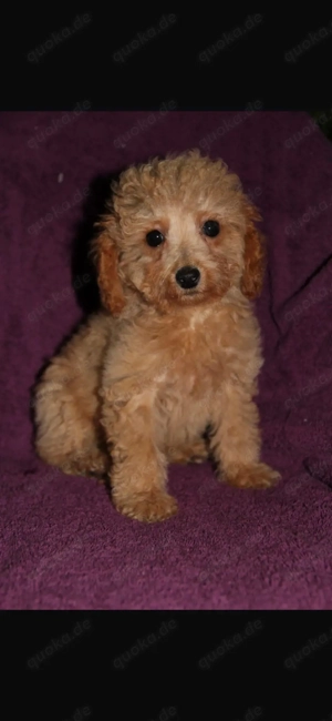 Zwergpudel Welpe (Weibchen) 