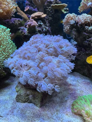 Meerwasser Pumpende Xenia Koralle