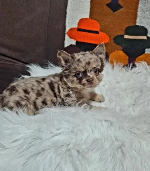 Zwergspitz oder Chihuahua Welpen gesucht    