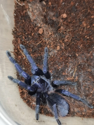  Verschiedene Vogelspinnen aus privater Hobbyzucht