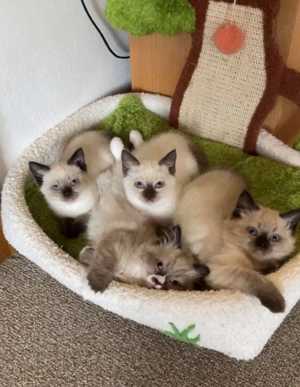 Ragdoll - BKH Kitten