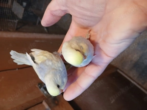 Wellensittiche rainbows jung