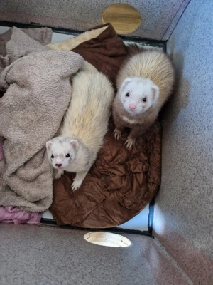 Anfängergeeignete Frettchen suchen ein Zuhause