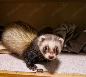 Liebe Frettchen suchen ein Zuhause