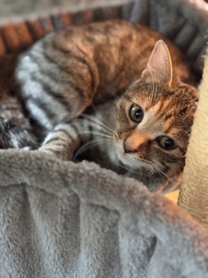 Zuhause für unsere liebe Katze Luna gesucht 