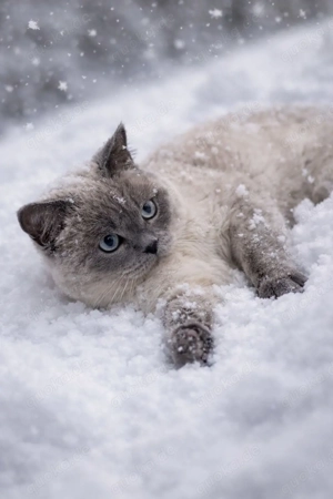 BKH   ( Kater ) 10 Monate 