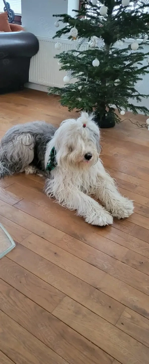 Wunderschöner reinrassiger Bobtail-Deckrüde