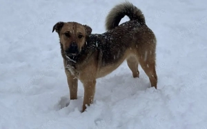 Traumhündin Sheena: Bereit für das Abenteuer Familie