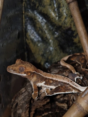 Kronengeckos  Bild 2
