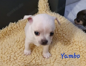 Chihuahua Welpen aus anerkannter Zucht