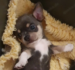 Chihuahua Welpen aus anerkannter Zucht