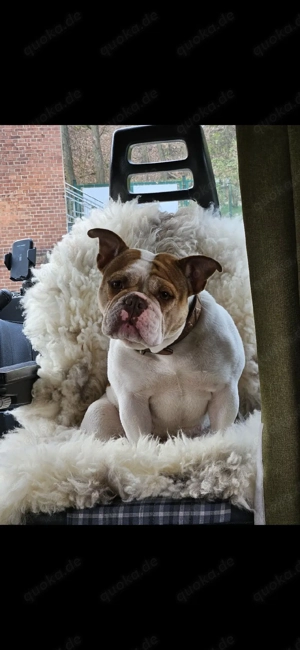 Bulldogge sucht Bestplatz