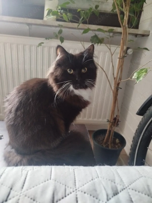 Ragdoll Maine Coon mix