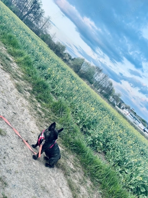 Französische Bulldogge 