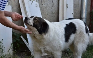 Mishka, außergewöhnlich herzliche Fellmädchen sucht ihr Traum-Zuhause! Bild 2