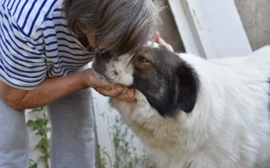 Mishka, außergewöhnlich herzliche Fellmädchen sucht ihr Traum-Zuhause! Bild 3