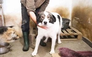 Mishka, außergewöhnlich herzliche Fellmädchen sucht ihr Traum-Zuhause! Bild 5