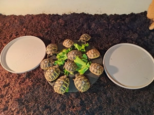 Maurische Landschildkröten