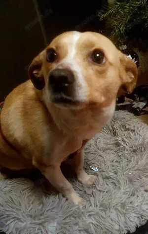 Rosetta - unser liebenswertes Seelchen