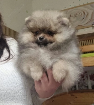 2 weibliche Pomeranians, 3 Monate alt 