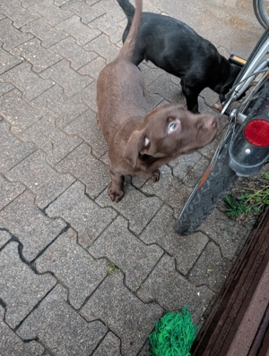 Labrador Welpen 