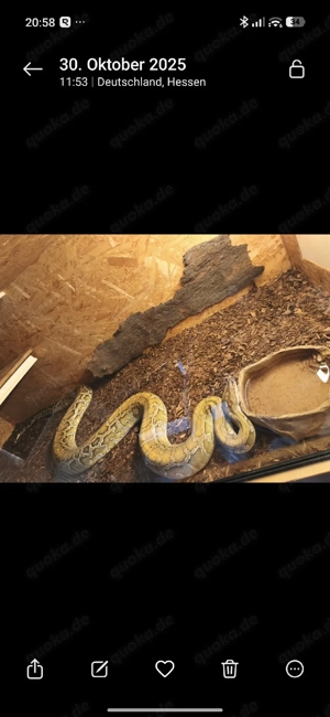 0,1 Champagner poss het Caramel Tigerpython 