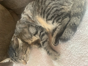 Europäische Kurzhaar Katze weiblich 