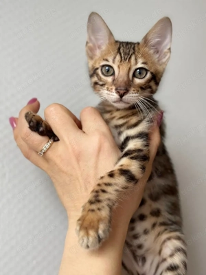Bengal katzen Junge 