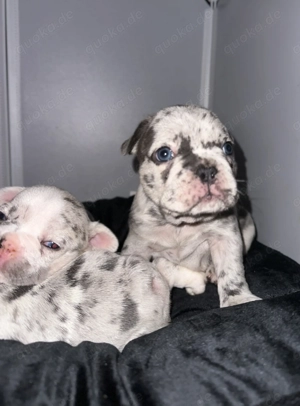 Süße Französische Bulldoggen Welpen   4 Rüden & 2 Hündinnen
