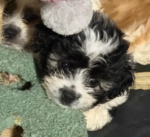 Malteser-Shih Tzu Welpe