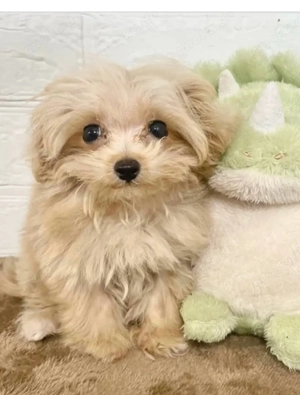 Hübsches Mädchen sucht ein neues Zuhause