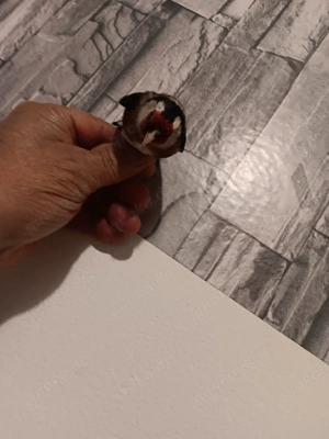 vogel Steglitz europische 