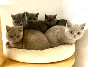 BKH Britisch Kurzhaar Kitten