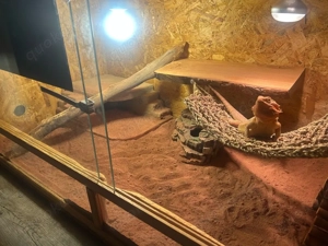 Weibliche Bartagame mit Terrarium 